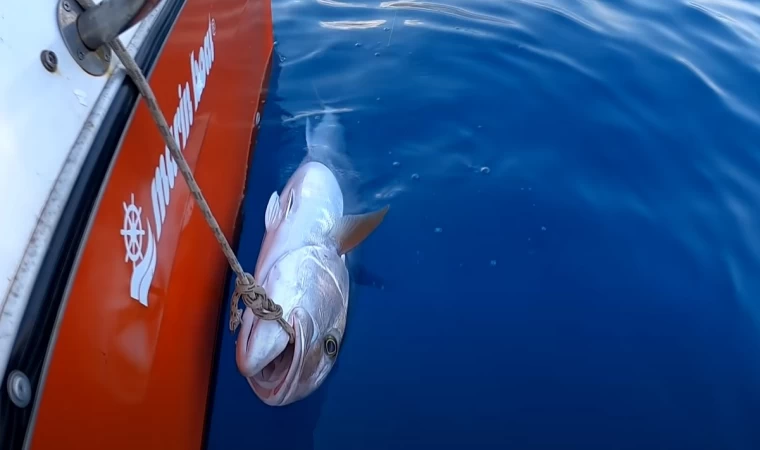 KÜÇÜK KALAMARLA DEV BALIK YAKALADIM PARÇALARA AYIRDIM