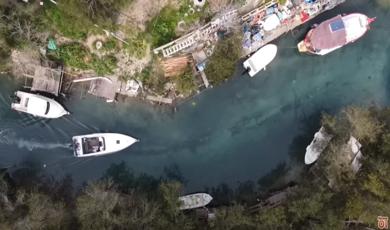 DOĞADA TEK BAŞINA - Depremden Sonra Balık Popülasyonu