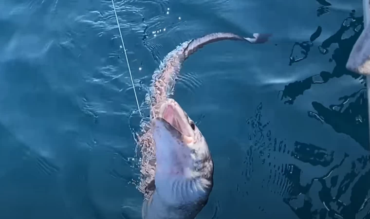 EN ACAYİP PARAGAT AVI VİDEOSU !!! | GELEN BALIKLARA ŞOK OLDUK !