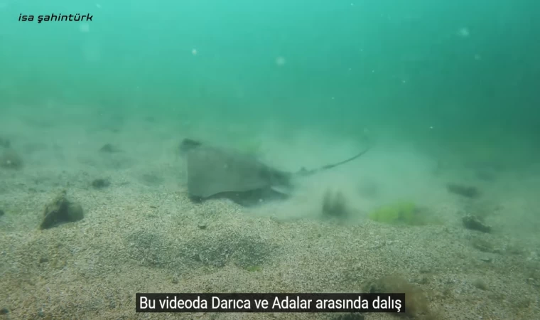 İstanbul Tavşan Adası - Kocaeli Darıca Dalışları | Ağustos 2021