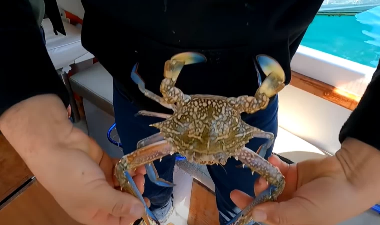 Mavi Yengeç Yakalayıp Yedik !! / En Kolay Pişirme Tarifi ( Blue Crab Catch & Cook )