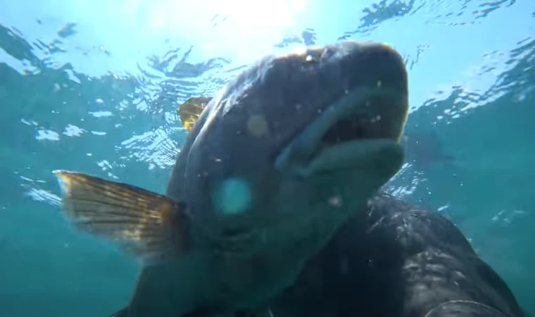 Mitolojik Giresun Adası Ve Dev Balıklar - Doğu Karadeniz'in Tek Adası. (Beyaz'la Karadeniz Keşfi #2)
