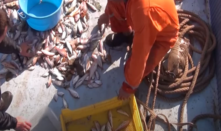 MERSİN KÖRFEZİ TROL BALIKÇILIĞINDA TÜR VE BOY SEÇİCİLİĞİNİ ARTTIRMAYA YÖNELİK ARAŞTIRMALAR