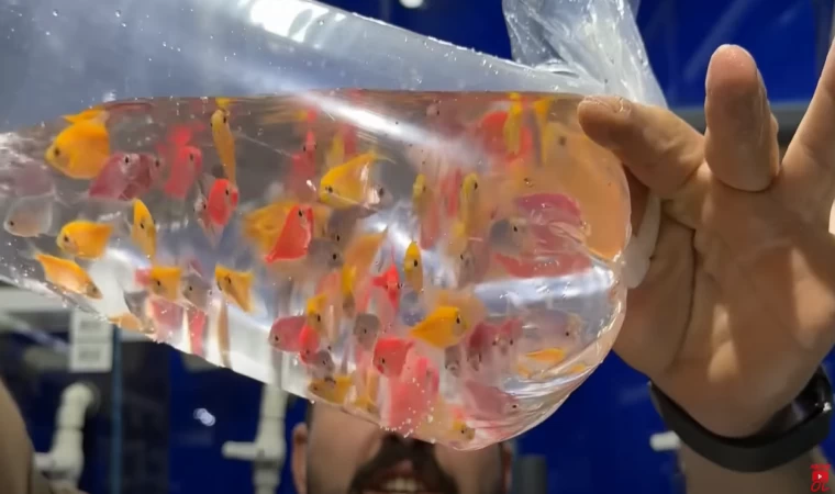 Akvaryumlarımıza Yeni Tür Balıklar 44