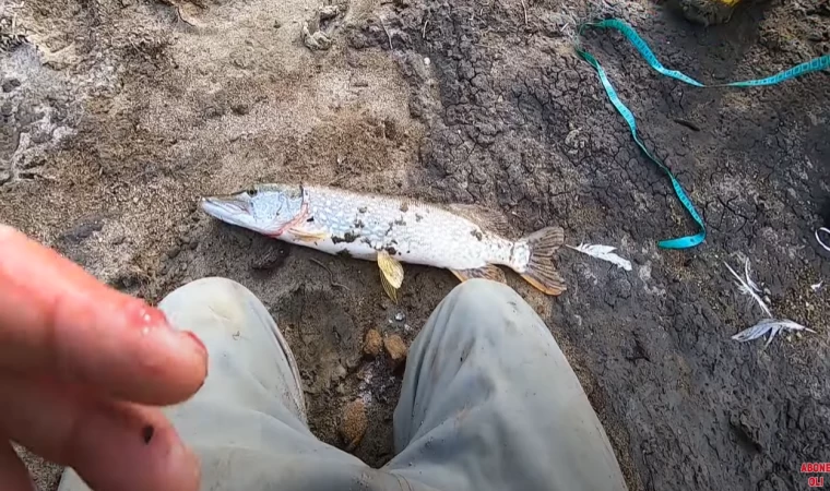 Bu Taktik ile Büyük Turnalar Tutabilirsiniz. Rapala Oynatma, Aksiyon Verme. Turna Avı #42