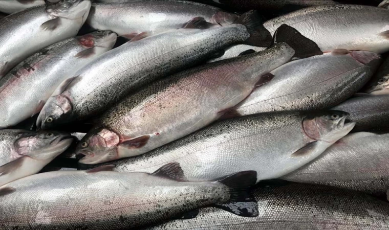 Samsun'da, Karadeniz'de yetiştirilen Türk somonunun hasadına başlandı | Balık TV #balıktv