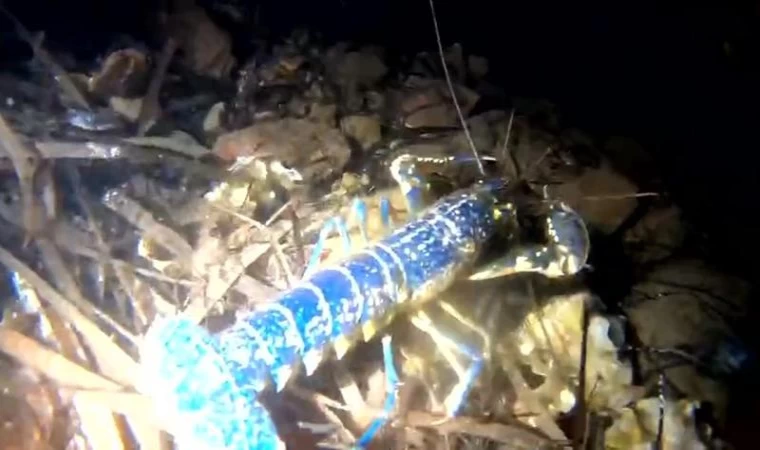 Nadir rastlanan deniz canlısı "mavi ıstakoz" Ayvalık'ta görüntülendi | Balık TV #balıktv