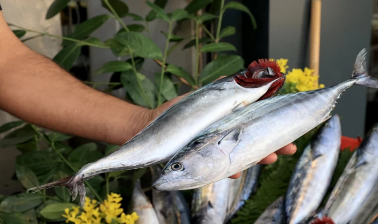 Edirne'de Balık pazarındaki tezgahlarda palamut bolluğu yaşanıyor | Balık TV #balıktv