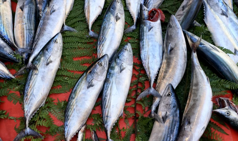 Ege'de deniz av sezonu bereketli başladı | Balık TV #balıktv