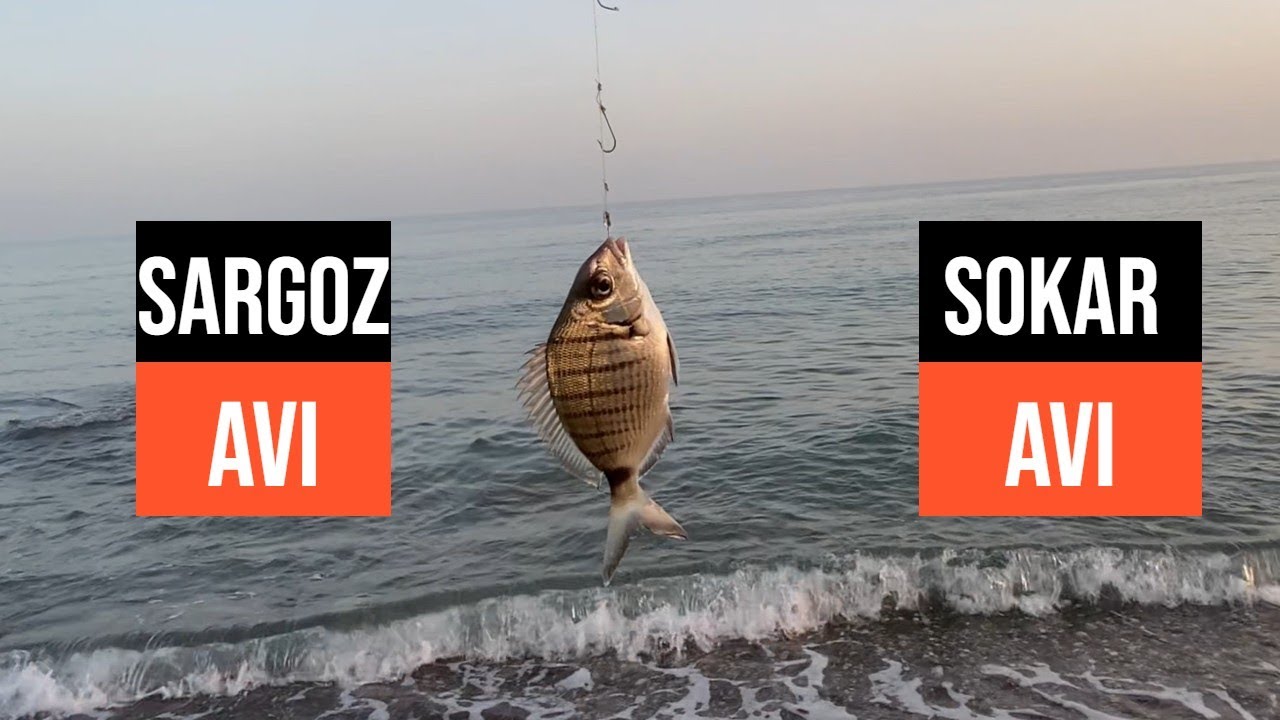 Sargoz ve Sokar Balık Avı / Kıyıdan Balık avı